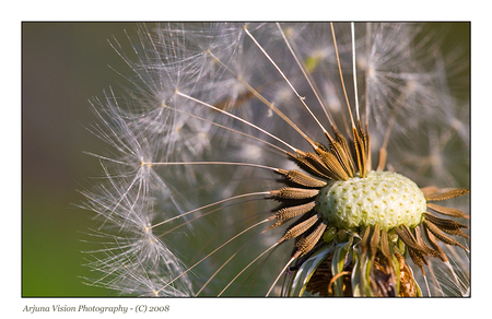 Passing Time - - - foto door Alex Overmeen op 06-06-2008 - deze foto bevat: tijd, macro, natuur, paardenbloem, arjuna
