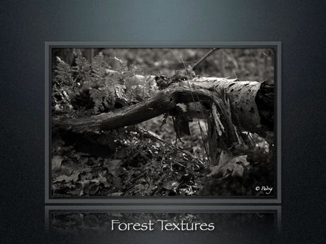 Forest Textures part8