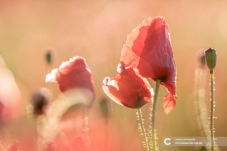 Strijklicht in veld met rode klaprozen