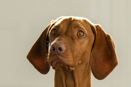 Sammy de vizsla