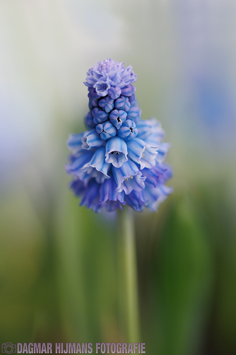 Muscari Azureum 'Springtime'