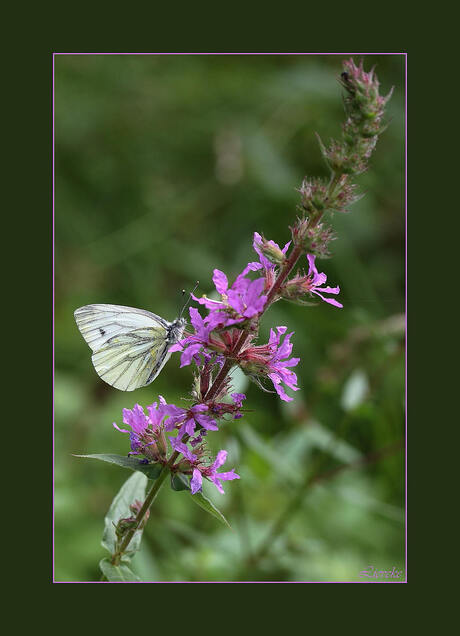 witje op kattestaart