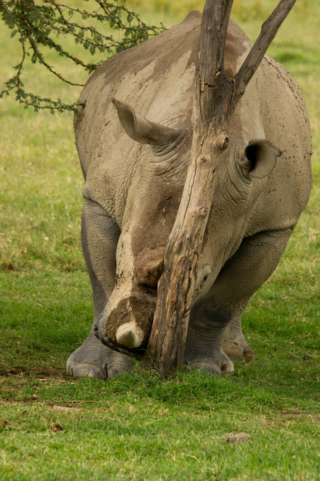 Rhinopower