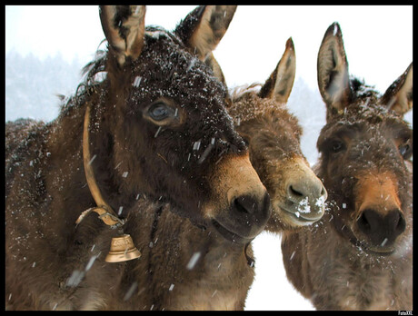 Ezels in de sneeuw...