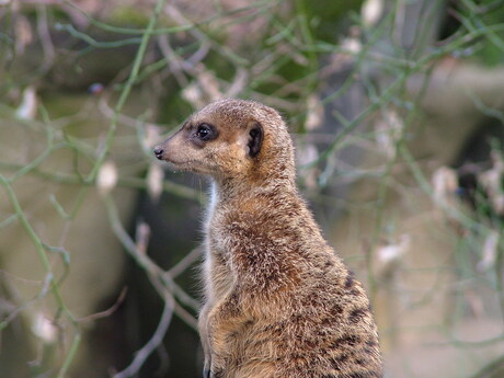 Meerkat (Stokstaartje)