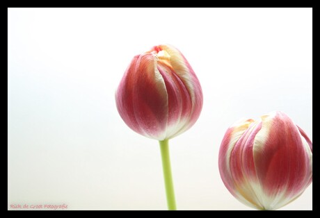 Tulpen