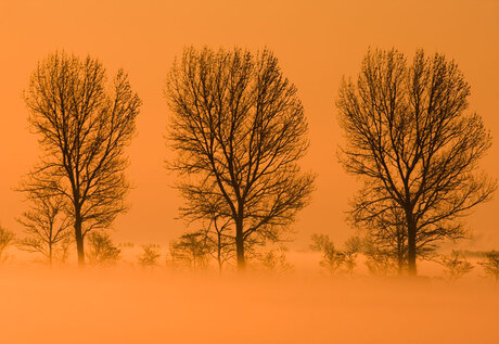 Bomen in de Mist