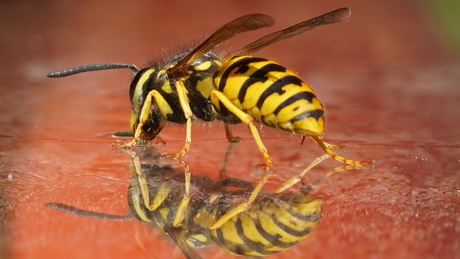 Mirror Wasp