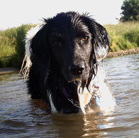 Onze friese stabij in het water