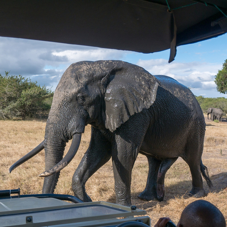 Tembe elephant park