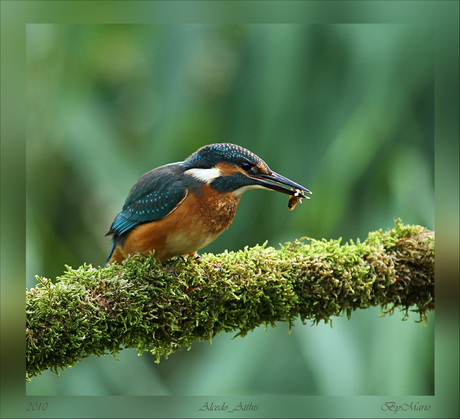 ijsvogel