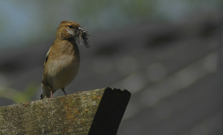 Nestbouw