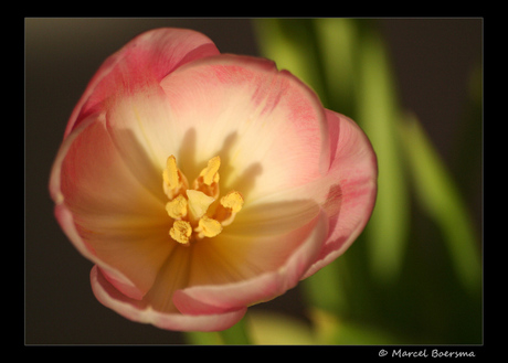 Tulp