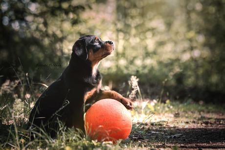 Nora moedigt de oranje voetbalsters aan ;)