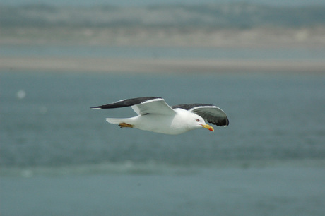 vogelvlucht