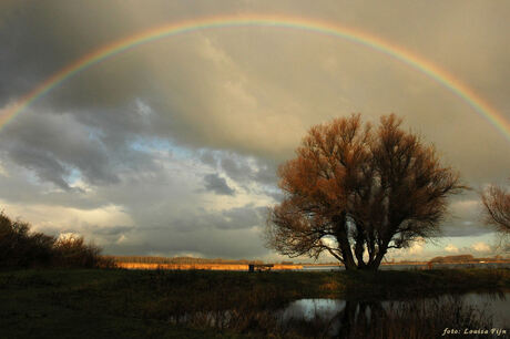 regenboog