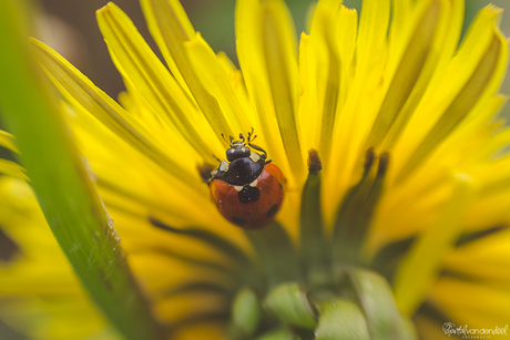 Ladybug