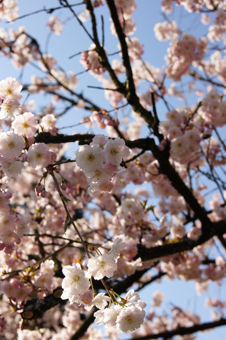 roze bloemen boom