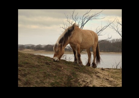 fjord in het wild..