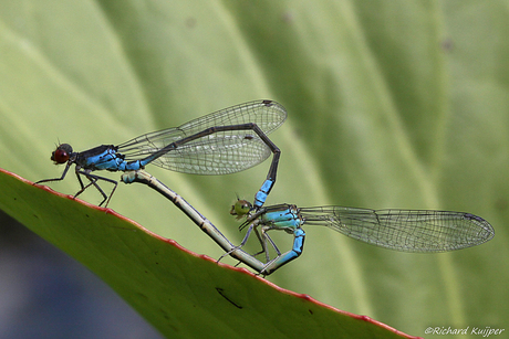 Kleine roodoogjuffer (Erythromma viridulum)