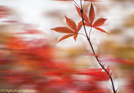 Autumn leaves