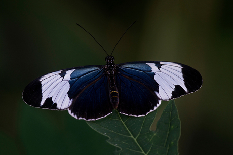 Heliconius cyndo