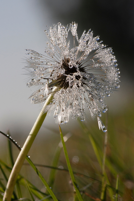 De mooiste paardenbloem