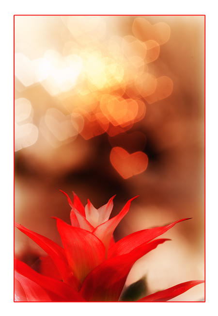 Bokeh-experiment 3 - In het tuincentrum geprobeerd wat geschikte lichtjes te vinden voor het bokeh-experiment. Compo lijkt wellicht willekeurig maar was het beste wat ik  - foto door PhotoMad op 23-12-2011 - deze foto bevat: licht, experiment, bokeh, out of focus, bokeh-shape