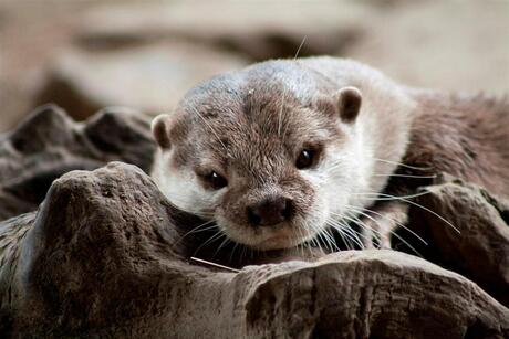 Otter bij Ouwehands Dierenpark Rhenen