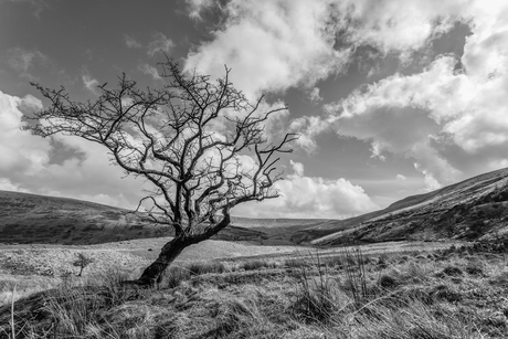Welsh tree