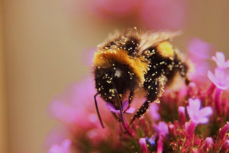 Hommel