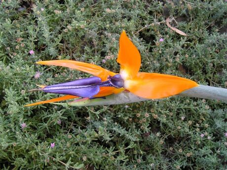 Bird of Paradise