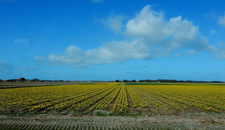 Bloemenvelden Texel.