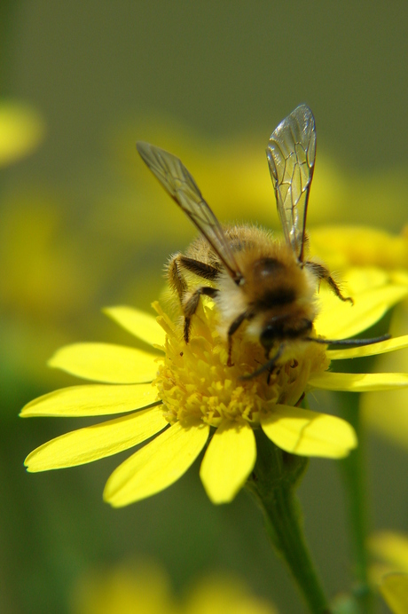 bij op bloem