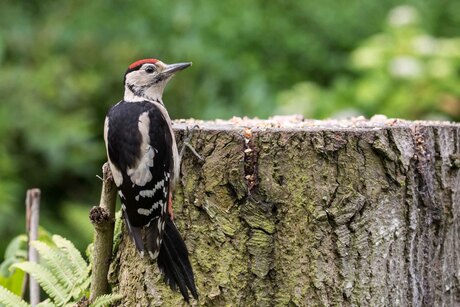 Vogels in de tuin