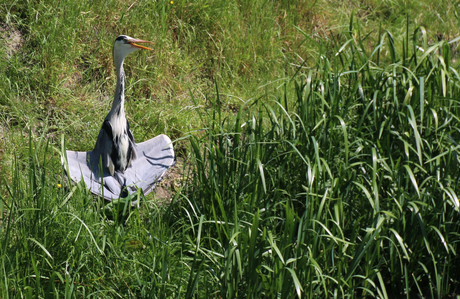 reiger_in_de_zon