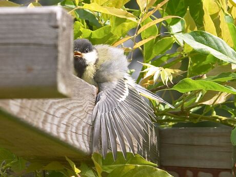 Vogel in de goot