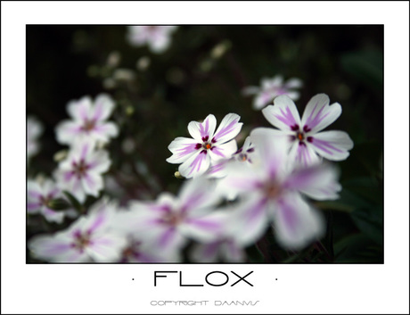 Flox