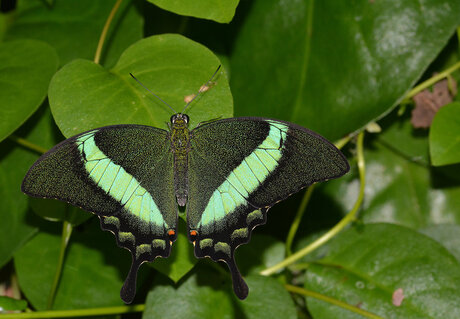 Papilio Palinurus.