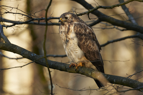 Opwarmen in de zon...