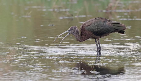 Zwarte Ibis