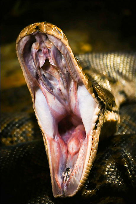 hij lustte me rauw.................................