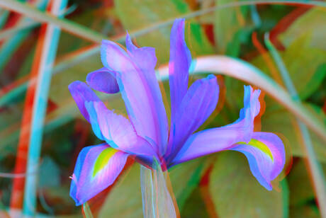 Flower Blijdorp Zoo 3D