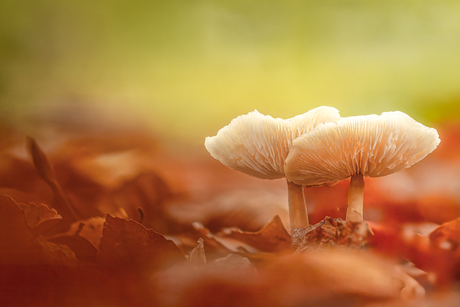 De wereld van de paddenstoeltjes