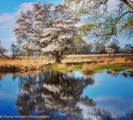 Lente in Bargerveen 
