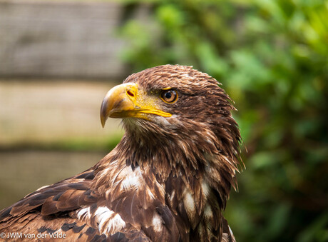 Roofvogel