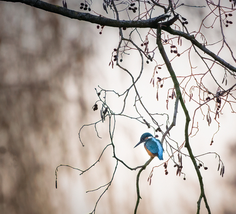 Ijsvogeltje