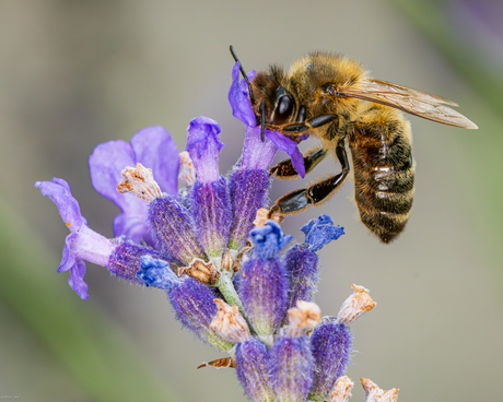 Bij op lavendel.