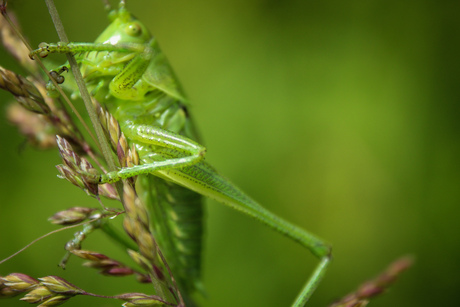 groene sabelsprinkhaan