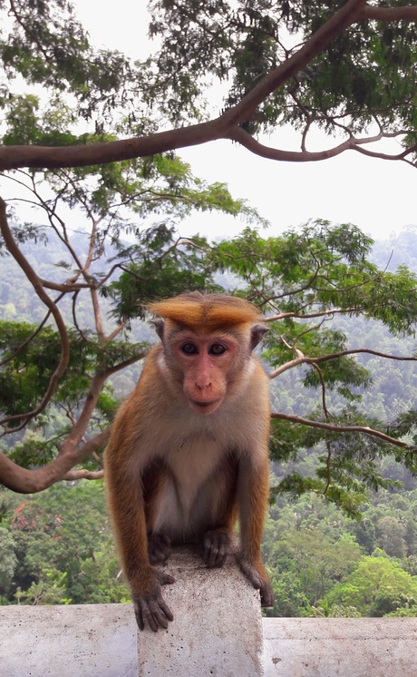 Als je haar maar goed zit